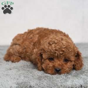 Quincy, Cavapoo Puppy